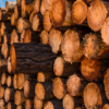 Top reasons to add Forestry & Logging Program to your producer portfolio