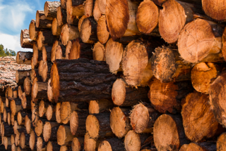 Top reasons to add Forestry & Logging Program to your producer portfolio