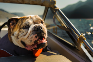Top 12 tips for boating with dogs