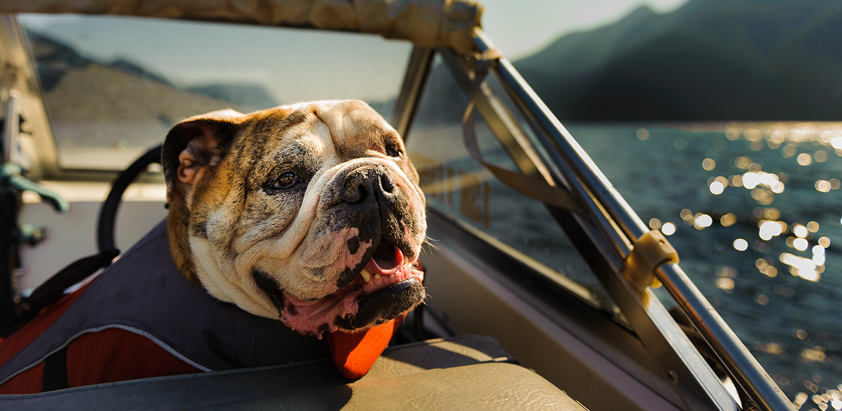 Top 12 tips for boating with dogs - Arrowhead