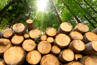 Forestry