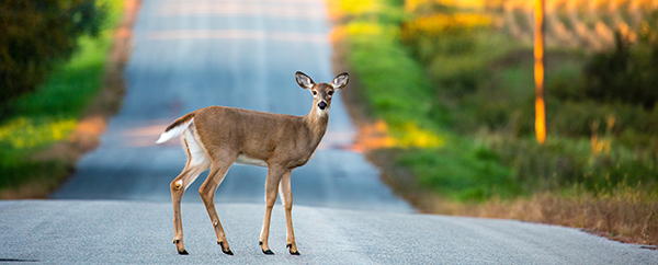 You are currently viewing Fall road hazards for your auto insureds