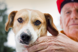 How to keep pets safe during an earthquake