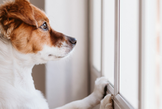 Home alone: How to prepare your pets for your return to work