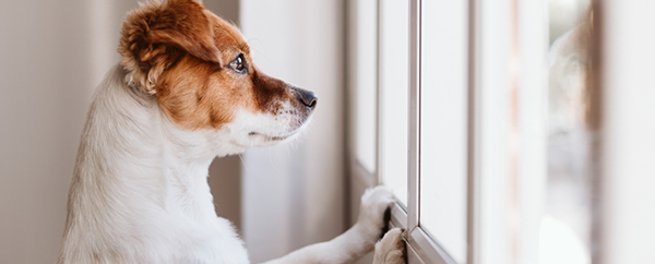 What to Do Now to Prepare for Leaving a Dog Home Alone Later