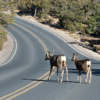 Deer and car collisions