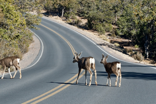 Deer and car collisions