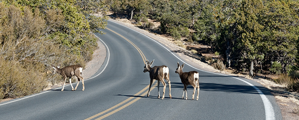 You are currently viewing Deer and car collisions