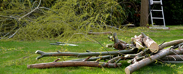 You are currently viewing Wildfire Preparedness Day May 4