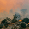 Protecting heritage and habitat through wildfire mitigation