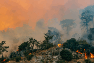 Protecting heritage and habitat through wildfire mitigation